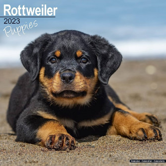 Rottweiler Puppies Calendar Dog Breed