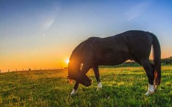 Wallpaper HD Horse Sunset Farm Grass Best