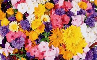 Wallpaper Flower Top Best HD For Desktop