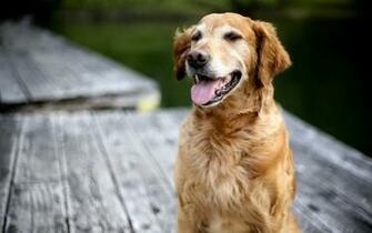Funny Golden Retriever Wallpaper