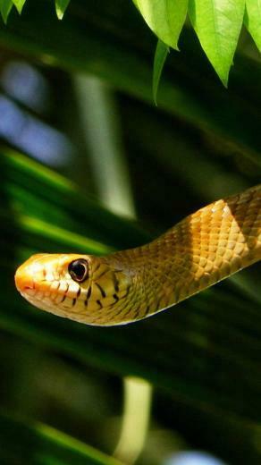 iPhone Wallpaper HD Crazy Snake Background