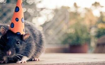 HD Funny Animals Wallpaper