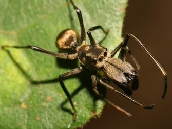 Jumping Spider Wallpaper