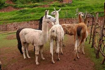 Peru South America People And Places