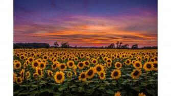 Sunflower 4k Wallpaper