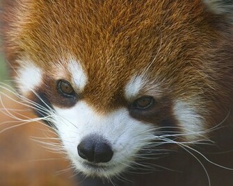 Red Panda Background