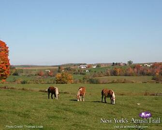 Workhorses Along The Amish Trail Wallpaper Enchanted