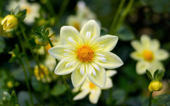 White Flower Nature 4k Ultra HD Wallpaper