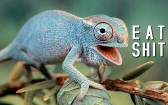 Beautifully Offensive Desktop Wallpaper