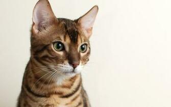 Hite Bengal Cat HD Wallpaper Background Image
