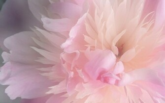 White Peony Wallpaper