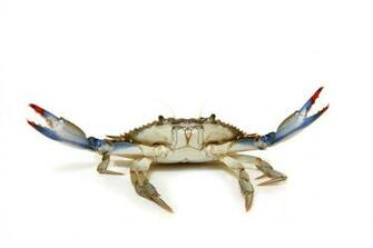 Blue Crab