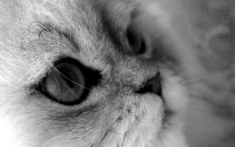 Widescreen HD Wallpaper Animals Furry Cute Snout