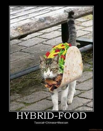 Food Tacocat Chinese Mexican Demotivational Poster Tags Taco Cat