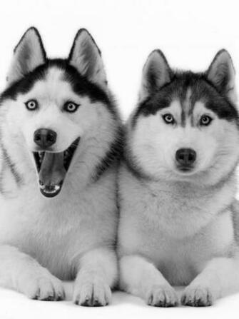 Siberian Husky Screensavers Funutilities M5x