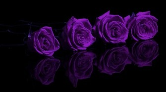 Purple Roses Wallpaper