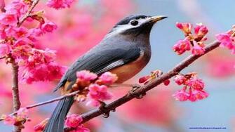 And Nice Wallpaper High Quality For Android Desktop