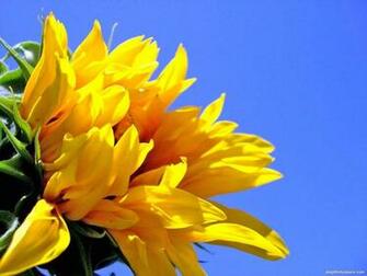 Sunflower Wallpaper For Desktop Memes