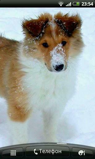 Bigger Collie Puppies Live Wallpaper For Android Screenshot
