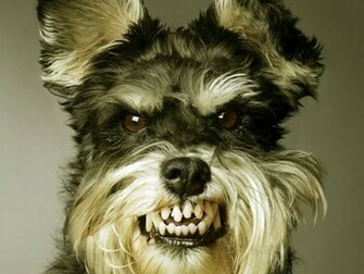 Wallpaper Funny Dog