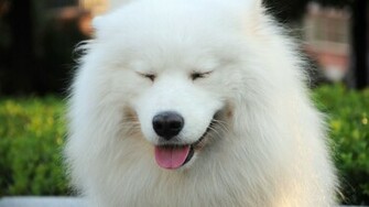 Samoyed Wallpaper