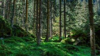 Wallpaper International Day Of The Forest