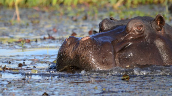 Best Hippopotamus Wallpaper