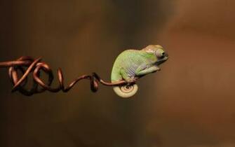 Chameleon HD Wallpaper Background Image