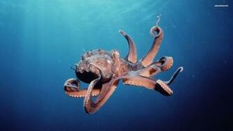 Octopus In Sea Wallpaper HD