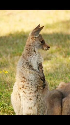 Baby Kangaroo Wallpaper App