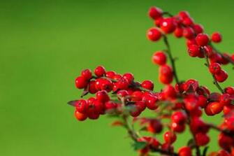 Red Berries On Green Wallpaper