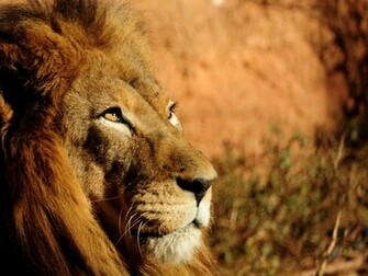 Lion Wallpaper HD