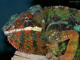 Panther Chameleon Madagascar Pap Is De Parede R Pteis Fotos