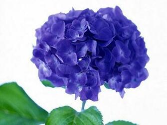 Wholesale Flowers Coastal Inc West Palm Beach Fl Home