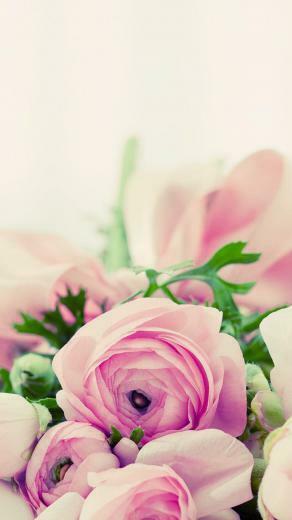 Floral iPhone Plus Wallpaper For A Sunny Spring Fondos