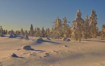 Wallpaper Trees Snow Winter Sunny Day Nature