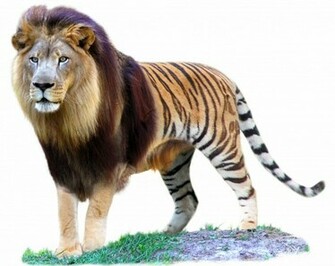 Liger Picture HD Wallpaper Animals