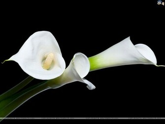 Lilies Wallpaper
