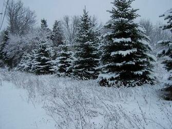 Winter Pine Trees Wallpaper Image Pictures Becuo