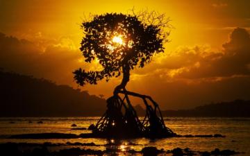 Wallpaper Tree Sunset Roots Shore