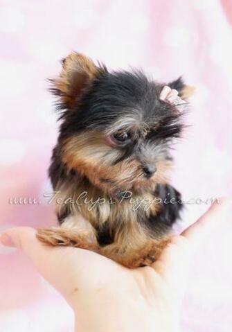 Yorkies Wallpaper