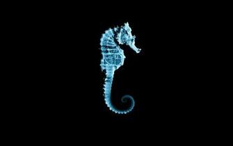 Fringe Seahorse Wallpaper
