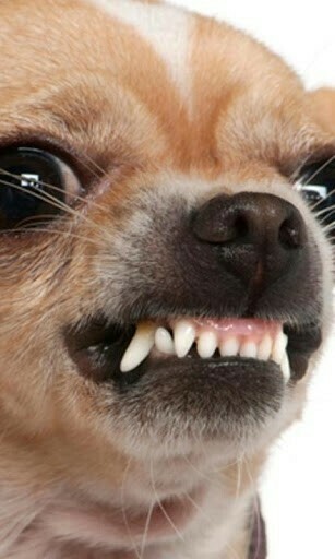 Chihuahua Wallpaper