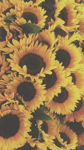 Sunflowers Sunflower Wallpaper Background Flower