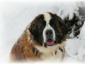 Desktop St Bernard Dogs Pics 3d HD Colour Design