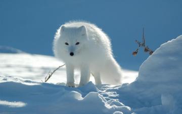 Winters Coat Snow Animals Arctic Fox Wild