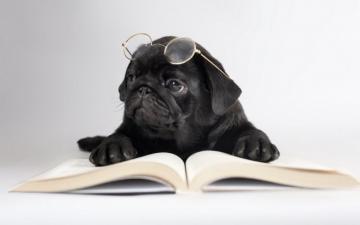 Funny Pug Dog Wallpaper For Your Desktop