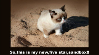 Cat Meme Wallpaper