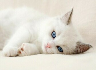 Este Gato Est Tendido Sin Ninguna Preocupaci N En La Vida