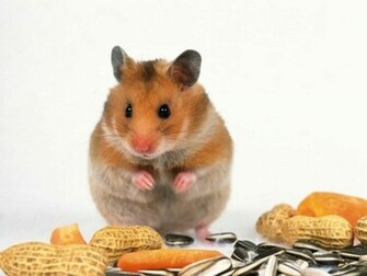 Wallpaper Archive Hamster